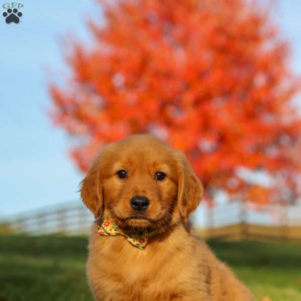 Asher, Golden Retriever Puppy